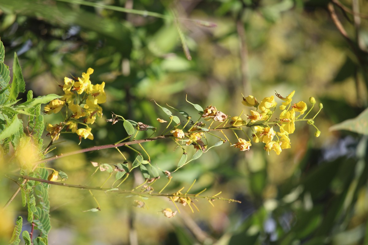 Biancaea decapetala (Roth) O.Deg.